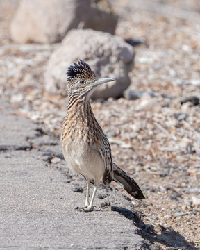 A Roadrunner In Nevada
