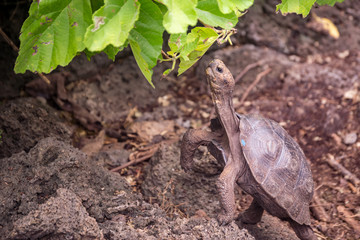 galapagos baby Tortoise eating