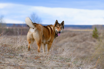 The happy red dog with its tongue out is standing in the field with the dry grass.