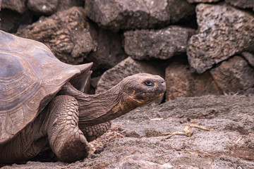 turtle on the grass- Galapagos Giant Tortoise