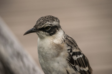 close up of a bird - Galapagos Species - Santa Cruz - Ecuador