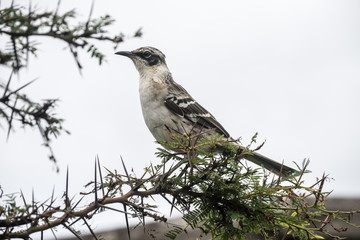 bird on a branch - Galapagos Species - Santa Cruz - Ecuador