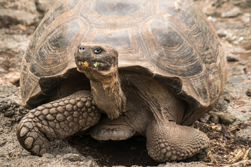 turtle on a rock - Galapagos Giant Tortoise