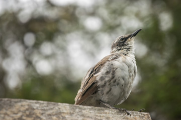 bird on a wire - Galapagos Species - Santa Cruz - Ecuador