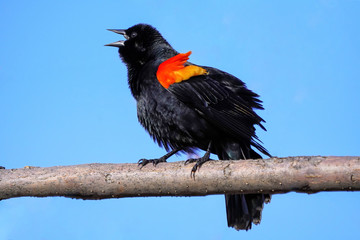 Red-winged blackbird sitting in a tree