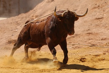 rope bull at a traditional spanish festival