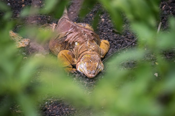 Close Up Amblyrhynchus cristatus - marine iguana - sea iguana, saltwater iguana, or Galápagos marine iguana