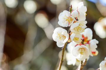 白梅の花