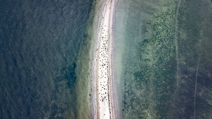 Aerial view of black birds on the white beach peninsula surrounded by water from both sides....