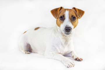 female jack russell terrier looks into the frame and lies on a white background, isolate horizontal