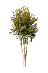 Trees isolated on white background, tropical trees isolated used for design, advertising and architecture.