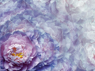 Floral purple-pink background.  Flowers and peony petals.   Close-up.   .  Flower composition. Nature.   .