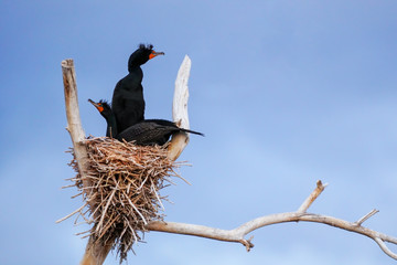 Double-crested cormorants sitting on a nest