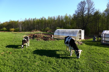 cows on the field