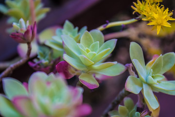 Rosettes of tree houseleeks (Aeonium or Aeonium haworthii)  subtropical flowering plant  - Image