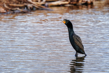 Double-crested cormorant standing in a lake