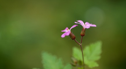 Geranium