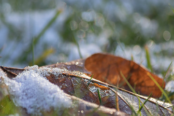 snow coating brown leaf in early winter