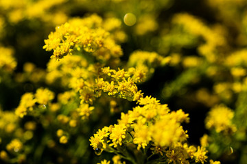 Elegant artistic closeup inflorescence of Solidago flower also known as goldenrods.