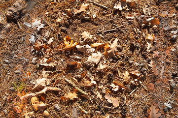 Autumn leaves, needles and cones laying on the ground in the forest
