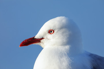 Portrait of Red-billed gull, Kaikoura peninsula, South Island, New Zealand