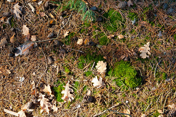 Autumn leaves, needles and cones laying on the ground in the forest
