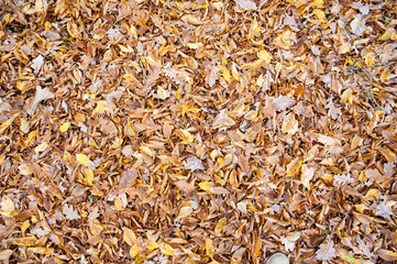 Autumn leaves laying on the ground in the forest