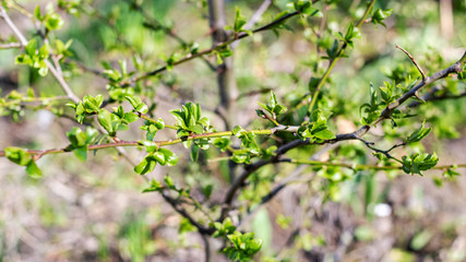 Young green leaves on a tree branch