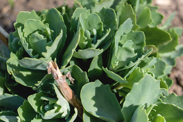 Green leaves of Kalanchoe in the flowerbed