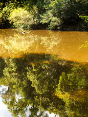 Ecoregion with the greatest biodiversity in Argentina.
The missionary jungle or Paraná jungle is one of the most biodiverse areas in Argentina. It is part of the Atlantic Forest