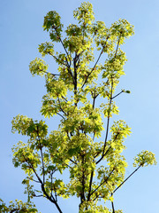 maple tree with yellow flowers at spring