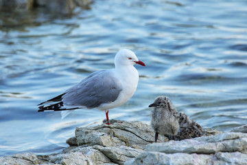 Fototapeta premium Red-billed gull with small chicks