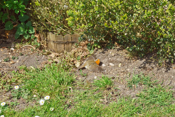 European robin lies on the ground spreading its wings