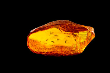 A magnificent piece of Baltic amber with prehistoric flies and insects that are many millions of years old. Isolated on black background. 