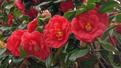 Shrub with bright red roses 