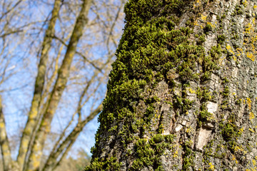 Green moss on tree bark close up