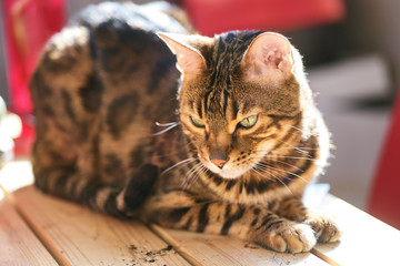 Bengal cat walks on a Sunny balcony. Quarantine, everyone stays home.