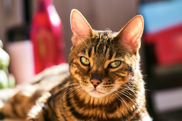 Bengal cat walks on a Sunny balcony. Quarantine, everyone stays home.