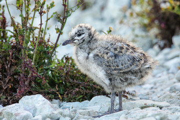 Chick of Red-billed gull standing on rocks, Kaikoura peninsula, South Island, New Zealand