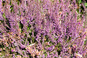 Obraz premium A picture of flowers
