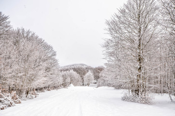 photography national park in the woods winter trees with cold ice and snow