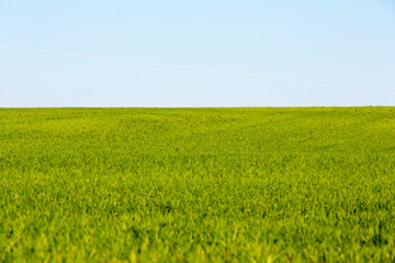 Grüne Wiese, saftiges gras, Blauer himmel, Landschaft im Frühling, als hintergrund geeignet, quer
