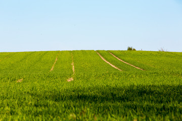 Grüne Wiese, saftiges gras, Blauer himmel, Landschaft im Frühling, als hintergrund geeignet, quer