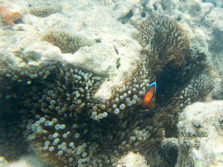 Fototapeta na wymiar amphiprion fish in its anemone