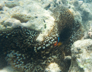 Naklejka na ściany i meble amphiprion fish in its anemone