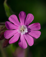 Red Campion (Silene Dioica)