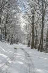 photography national park in the woods winter trees with cold ice and snow