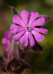 Red Campion (Silene Dioica)