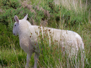 Naklejka na ściany i meble sheep on the grass