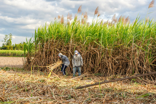 Sugar cane and Workers havesting sugar cane on field at Tay Ninh, Vietnam.